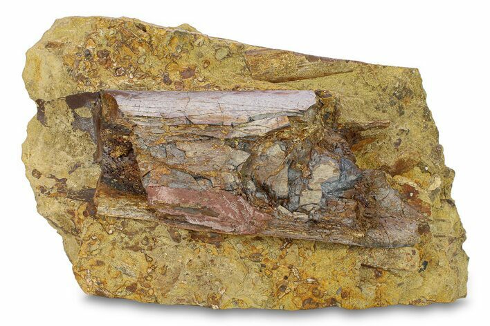 Fossil Dinosaur Bone in Sandstone - Wyoming #292758